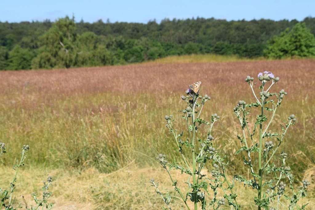 Lille ildfugl (Lycaena phlaeas) lokalitet, også kaldet Baunsletten. Den elsker tørre lokaliteter med masser af Almindelig Rødknæ (Rumex acetosella). Ildfugl.com, Sommerfugle og forvaltning, Lille ildfugl.