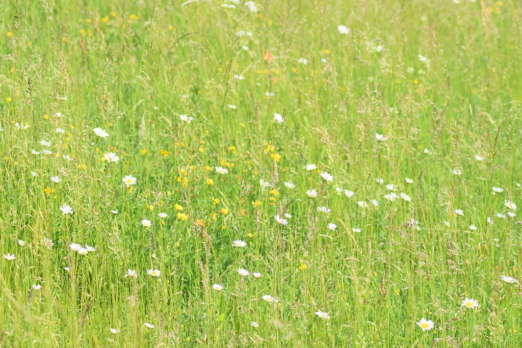 Stor Bredpande (Ochlodes sylvanus) kan lide en god rig græsvegetation med masse af vilde blomster. Som fx Hvid okseøje (Leucanthemum vulgare) og almindelig kællingetand (Lotus corniculatus), som begge ses her på billedet. Pleje og støtte af Stor Bredpande. Forvaltning af dagsommefugle. Ildfugl.com. Billedet er taget på Flyvestation Værløse i juni 2018 af Zelina Elex Petersen.