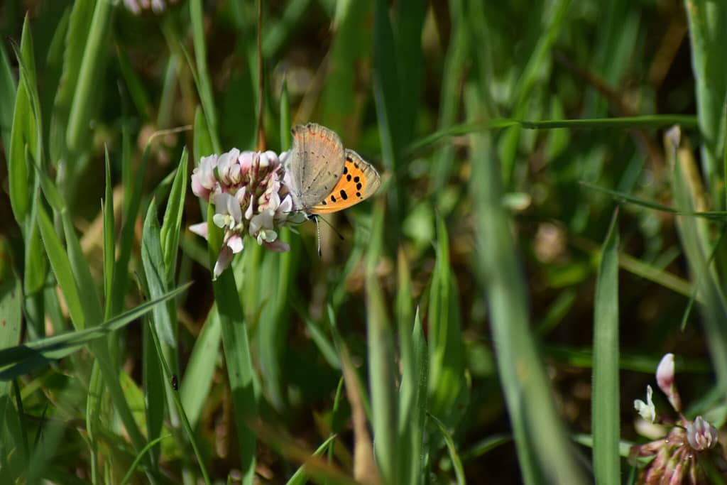 Lille ildfugl (Lycaena phlaeas) på Hvidkløver (Trifolium repens). Her kan man se de karakteristisk bagvingers underside i en gråbrun farve med både den røde sømlinje og de sorte pletter lidt udviskede. Men farveren variere en del.Ildfugl.com, Sommerfugle og deres forvaltning, Lille ildfugl.