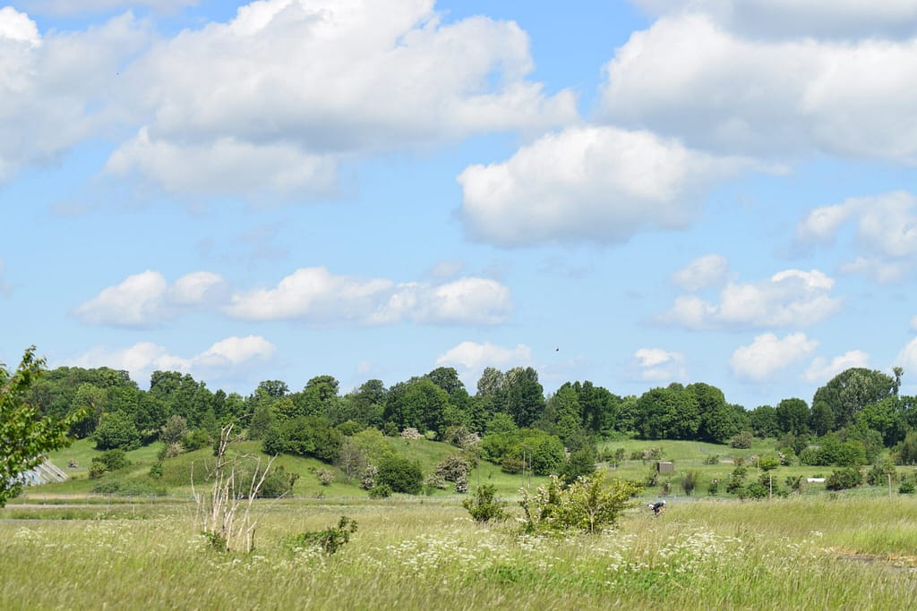 Flyvestation Værløse er et af de bedste steder nær København at se Almindelig Blåfugl (Polyommatus icarus). Den flyver her i stort antal hvert år. Billedet er taget af Zelina Elex Petersen i juni 2017. Sommerfugleforvaltning, forvaltning af Almindelig Blåfugl, Ildfugl.com.