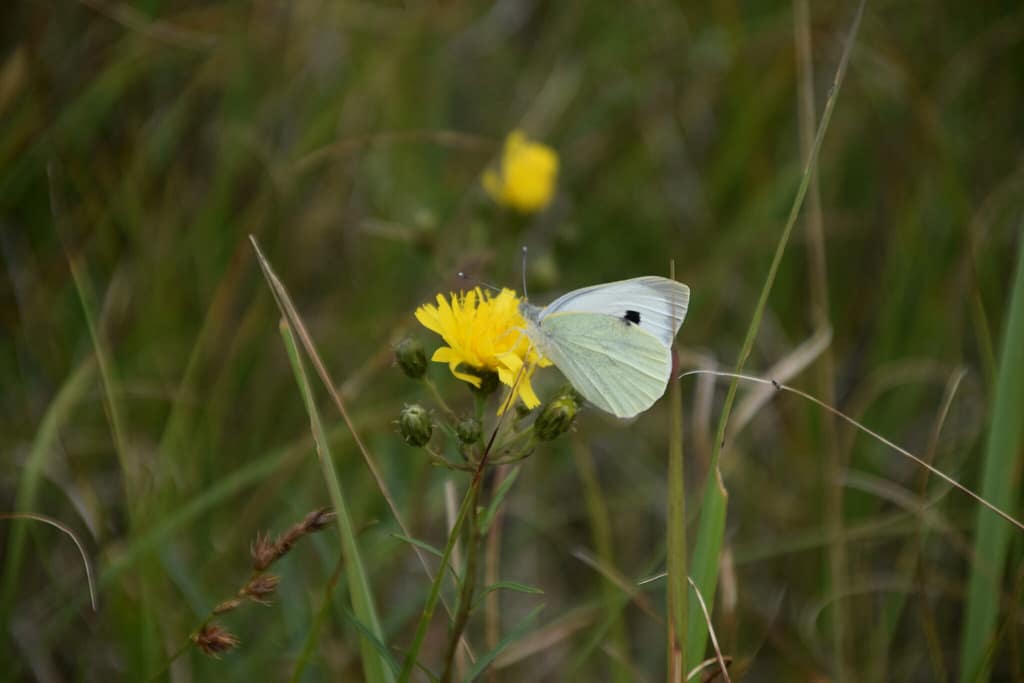 Læs Biolog og Naturformidler Zelina Elex Petersens artikler om Hvidvingerne - en gruppe af sommerfugle, som lever i Danmark. Herinde finder man bl.a. de berygtede Kålsommerfugle, com fx Stor Kålsommerfugl (Pieris brassicae)
