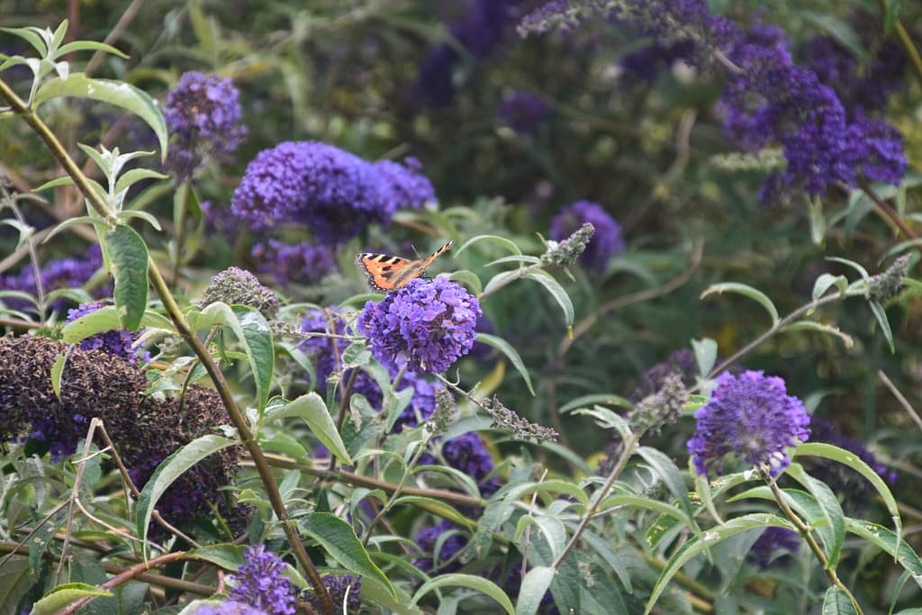 Sommerfuglebusk (Buddleja davidii) med Nældens Takvinge (Aglais urticae) på besøg. Billedet er taget i Nyord by på Nyord i juli 2019 af Zelina Elex Petersen. Beskyttelse af Nældens Takvinge. Beskyttelse af Dagsommerfugle. Ildfugl.com
