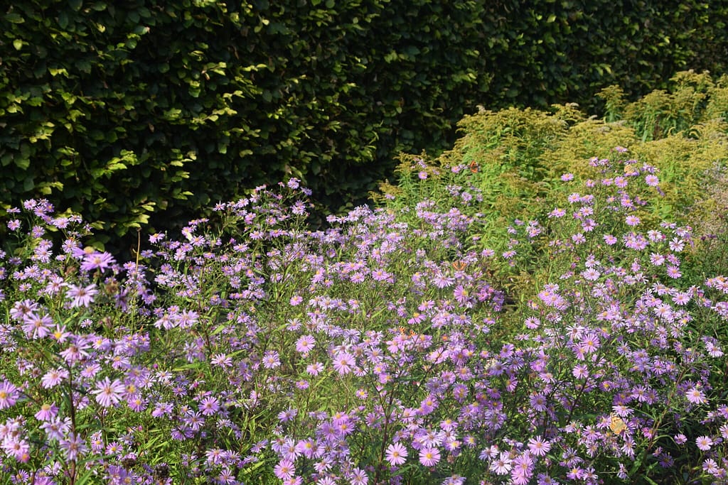Asters Asters Asters... Slotsparken ved Augustenborg slot kunne godt bruge nogle sommerfuglebuske (Buddleja davidii) til at aflaste de mange Asters (Aster sp.) som huser flere Citronsommerfugle (Gonepteryx rhamni), Dagpåfugleøje (Aglais io), Tidselsommefugle (Cynthia cardui ) og Nældens Takvinge (Aglais urticae). Hvis man planter disse to planter på sin grund, har man en god nektarkilde for flere danske dagsommerfugle. Billedet er taget på Augustenborg slot i august 2019 af Zelina Elex Petersen. Beskyttelse af Nældens Takvinge. Beskyttelse af Dagsommerfugle. Ildfugl.com