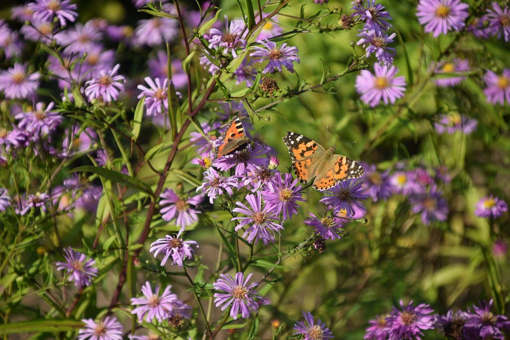 En Nældens Takvinge (Aglais urticae) og en Tidselsommerfugl (Cynthia cardui) på Asters (Aster sp.) i slothaven på Augustenborg slot på Als. Asters er en god nektarplante i sensommeren, og flere arter end disse benytter den. Beskyttelse af Nældens Takvinge. Beskyttelse af Dagsommerfugle. Ildfugl.com