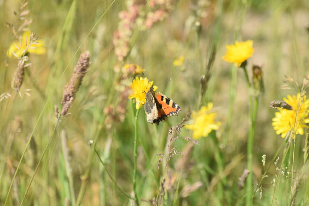 Nældens Takvinge (Aglais urticae) på Almindelig Kongepen (Hypochoeris radicata). Beskyttelse af Nældens Takvinge. Beskyttelse af Dagsommerfugle. Ildfugl.com