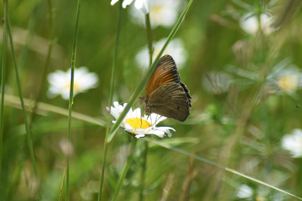 En Græsrandøje han (Maniola jurtina) på Hvid Okseøje (Leucanthemum vulgare). En god nektarplante. Billedet er taget den 10 august 2017 på Flyvestation Værløse af Zelina Elex Petersen. Beskyttelse af Græsrandøje. Beskyttelse af dagsommerfugle. Ildfugl.com.