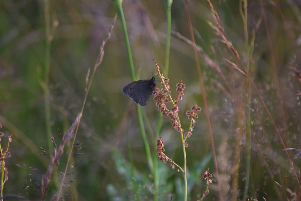 Han af Græsrandøje (Maniola jurtina) tager et hvil på Almindelig Syre (Rumex asetosa). Billedet er taget den 22 juni 2017 på Flyvestation Værløse af Zelina Elex Petersen. Beskyttelse af Græsrandøje. Beskyttelse af dagsommerfugle. Ildfugl.com.