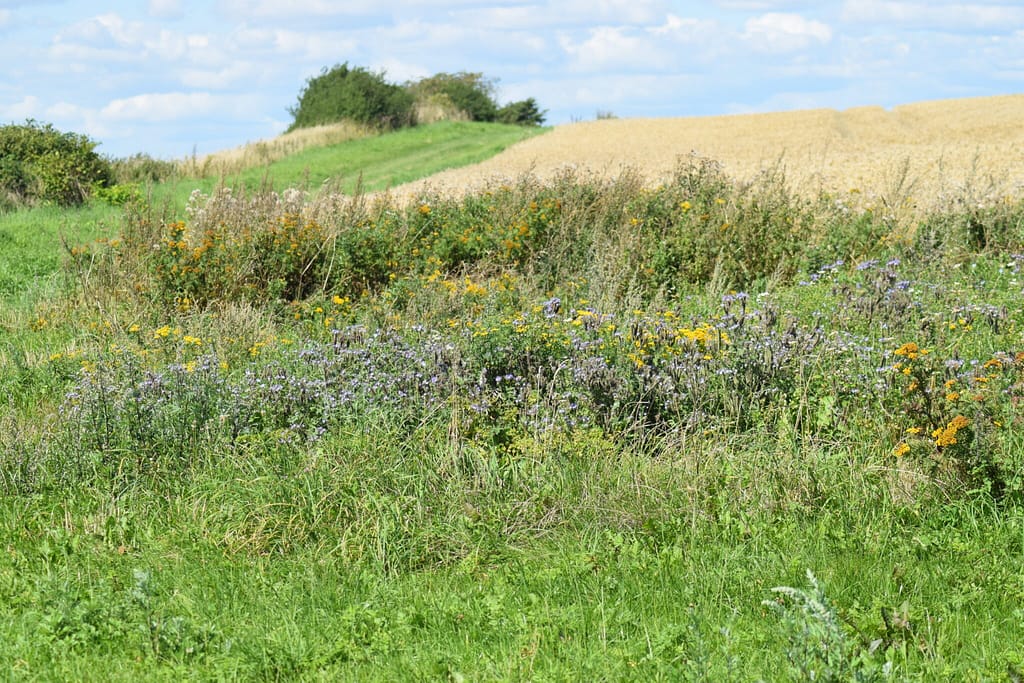 Et dejligt blomster virvar tæt ved mark på Nyord. Her oplevede jeg mange Græsrandøjer i sommeren 2018. Billedet er taget den 5 august 2018 på Nyord af Zelina Elex Petersen. Beskyttelse af Græsrandøje. Beskyttelse af dagsommerfugle. Ildfugl.com.