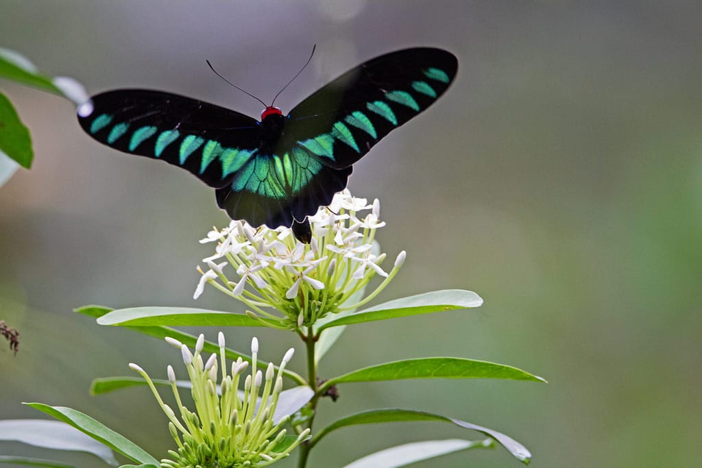 Trogonoptera brookiana eller Rajah Brooke's birdwing er en af de sommerfugle der lever i regnskoven i Malaysia, som får ødelagt sine levesteder. Fra Ildfugl.com, Blog, Hverdagsaktivisme, Pas på palmeolien i din mad.