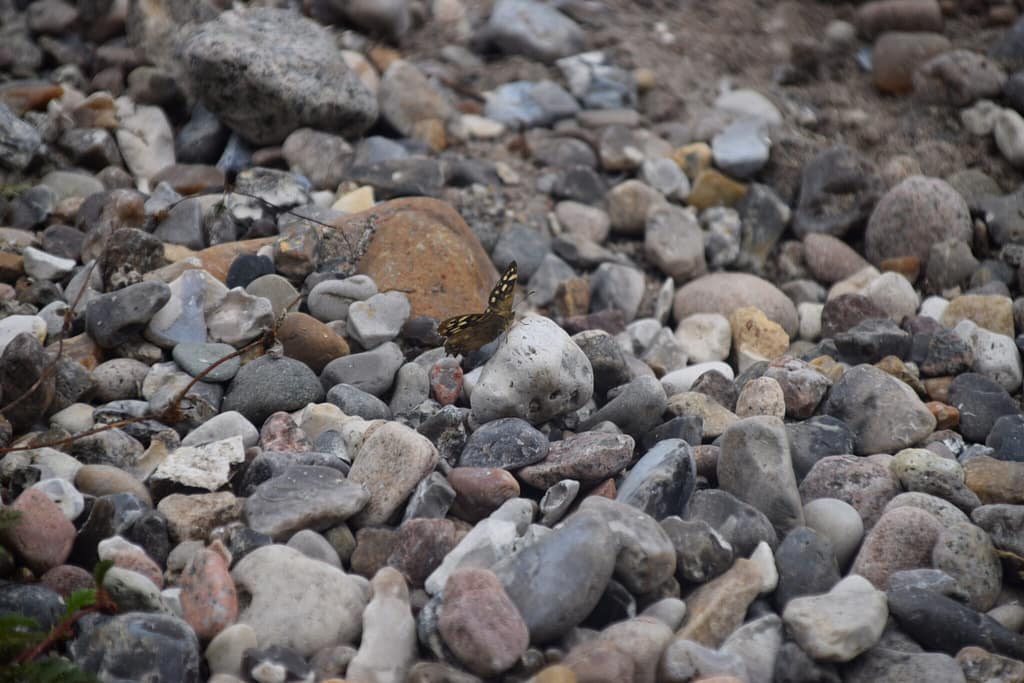 Beskyttelse af Skovrandøje (pararge aegeria). Ildfugl.com