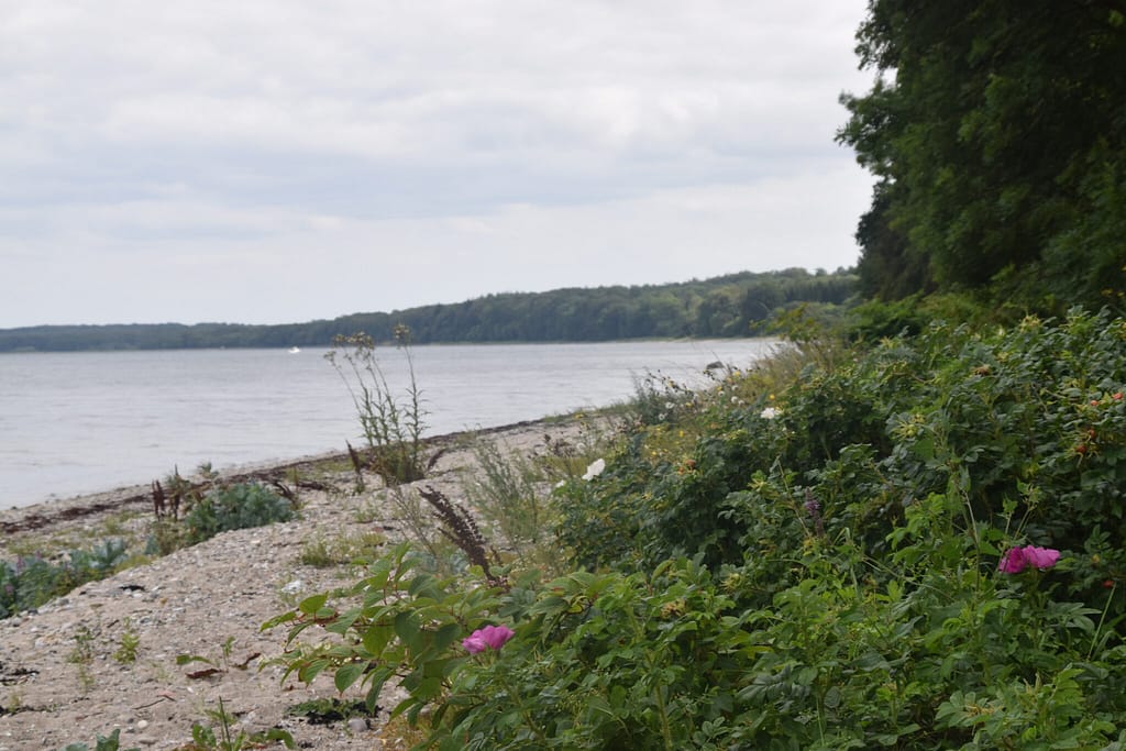 Strand ved Nørre skov på Als. Her hvor skov slutter og strand starter flyver der masser af Skovrandøjer (Pararge aegeria). Her er dejligt varmt og der er masser af græsser langs skovkanten. De mange sten langs stranden gør stedet optimalt for solbadning. Beskyttelse af skovrandøje (pararge aegeria). Ildfugl.com