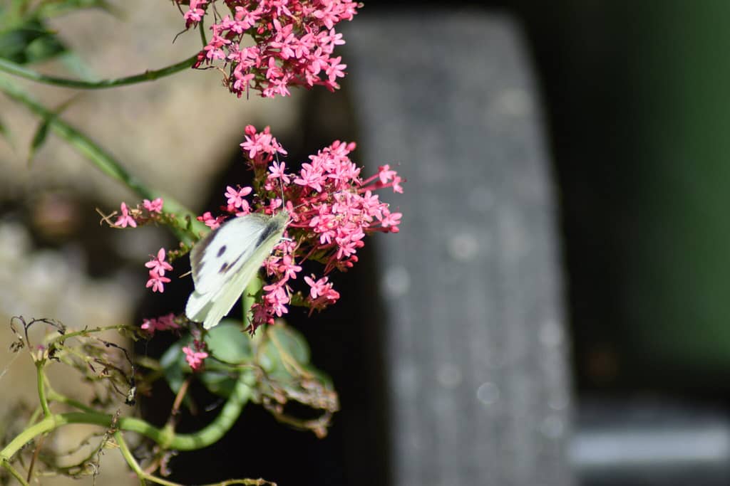 Stor Kålsommerfugl (Pieris brassicae) hun på haveplante. Man oplever tit Stor Kålsommerfugl i haver, ikke kun pga. kålplanter, men også fordi her er masser af gode stauder, som den kan suge nektar på. Billedet er taget i Jonstrup 2016 af Zelina Elex Petersen. Beskyttelse af Stor Kålsommerfugl. Beskyttelse af dagsommefugle. Ildfugl.com.