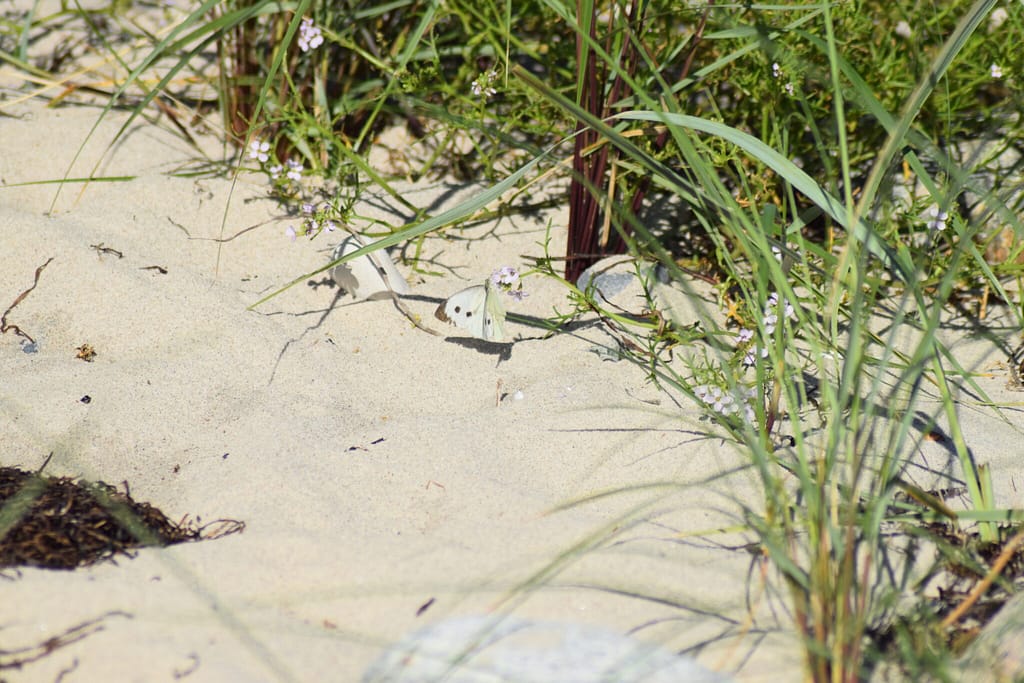 Stor Kålsommerfugl (Pieris brassicae) Hun på Østersø-Strandsennep på Ulvshale strand. Dette er igen en vild plante, som arten benytter som nektarplante. Billedet er taget 2017 på Ulvshale stand på Møn af Zelina Elex Petersen. Beskyttelse af Stor Kålsommerfugl. Beskyttelse af dagsommefugle. Ildfugl.com.