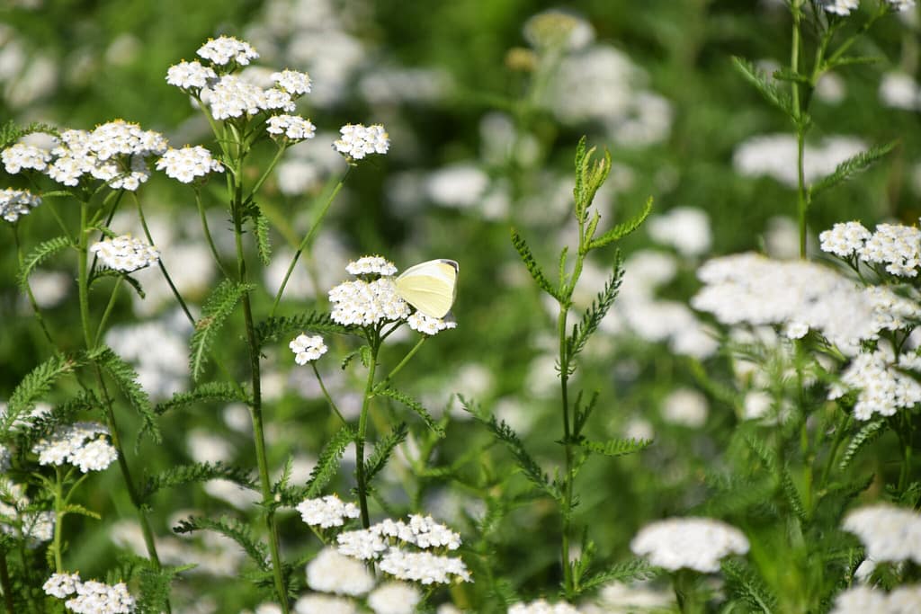 Lille Kålsommerfugl (Pieris rapae) på Almindelig Røllike (Achillea millefolium). Den ligner Stor Kålsommerfugl (Pieris brassicae) på en prik, men Lille Kålsommerfugl er mindre i vingefanget (45 mm) end Stor Kålsommefugl (50 - 65 mm), og vingespidsen er mindre og mere grålig hos Lille Kålsommefugl, mens den større og sort hos Stor Kålsommerfugl. Billedet er taget i Brønshøj 2019 af Zelina Elex Petersen. Beskyttelse af Stor Kålsommerfugl. Beskyttelse af dagsommefugle. Ildfugl.com.