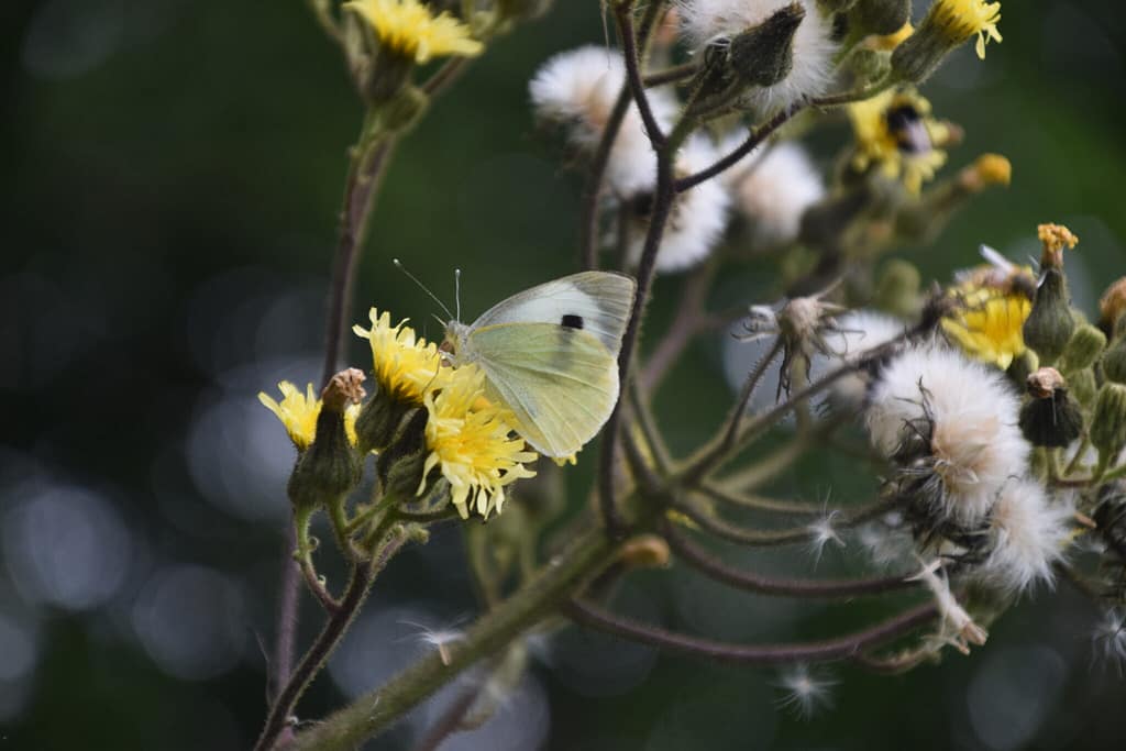 Stor Kålsommerfugl (Pieris brassicae) hun på Klæbrig Brandbæger (Senecio viscosus). Arten har mange nektarplanter, dette er en af de vilde, som mange andre dagsommerfugle også bruger. Billedet er taget i juli 2020 i Brønshøj af Zelina Elex Petersen. Beskyttelse af Stor Kålsommerfugl. Beskyttelse af dagsommefugle. Ildfugl.com.