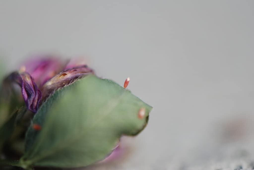 Æg af Orange Høsommerfugl (Colias crocea) på Foder-Lucerne (Medicago sativa). Det er aflangt, smalt med 20 længderibber og spidst. Nylagt er det hvidligt. Senere bliver det orange. Det ligner Gul Høsommerfugls æg (Colias Hyale). Billedet er taget af Klaus Hermansen ved Høsten Sydsjælland, år 2009. Beskyttelse af Orange Høsommerfugl (Colias crocea). Ildfugl.com