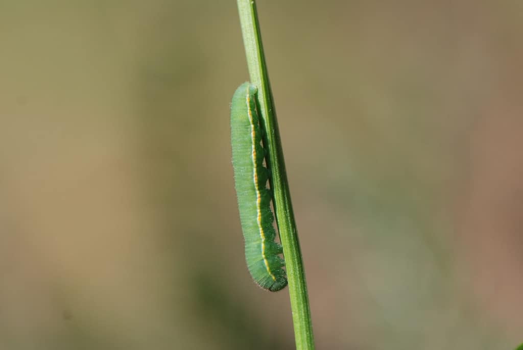 Larve af Orange Høsommerfugl (Colias crocea). I starten er larven mørkegrøn, men i de sidste larvestadier ligner den til forveksling larven af Gul Høsommerfugl (Colias Hyale). Billedet er taget af Klaus Hermansen ved Høsten Sydsjælland, år 2009. Beskyttelse af Orange Høsommerfugl (Colias crocea). Ildfugl.com