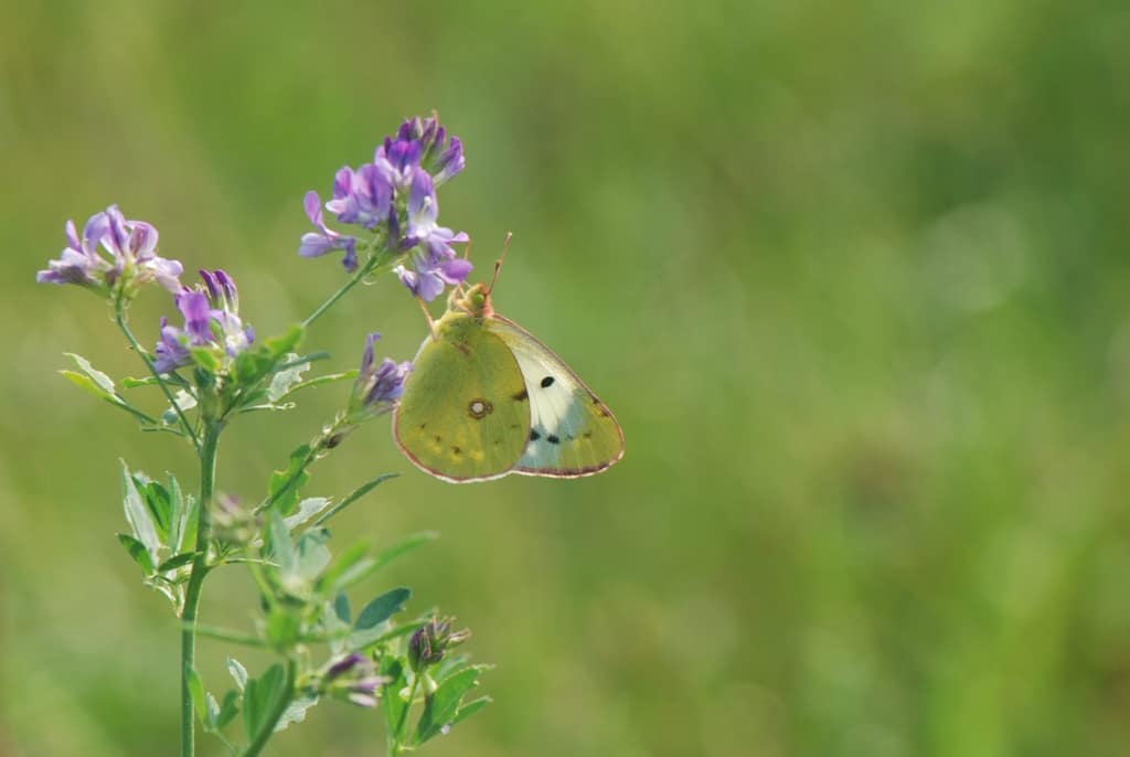 Helice Hun. Orange Høsommerfugl (Colias crocea) på Foder-Lucerne (Medicago sativ). Billedet er taget af Klaus Hermansen i år 2019 ved Høsten i Sydsjælland). Beskyttelse af Orange Høsommerfugl (Colias crocea). Ildfugl.com
