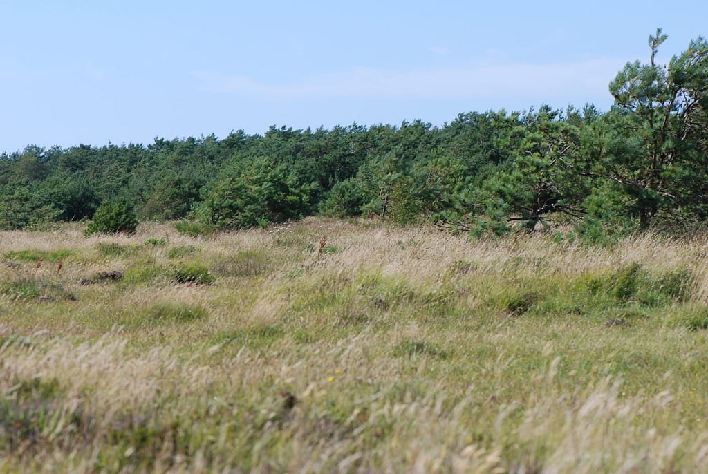 Kommabredpande lokalitet. Foto af Klaus Hermansen Tusholm på det sydlige Læsø, 2008.