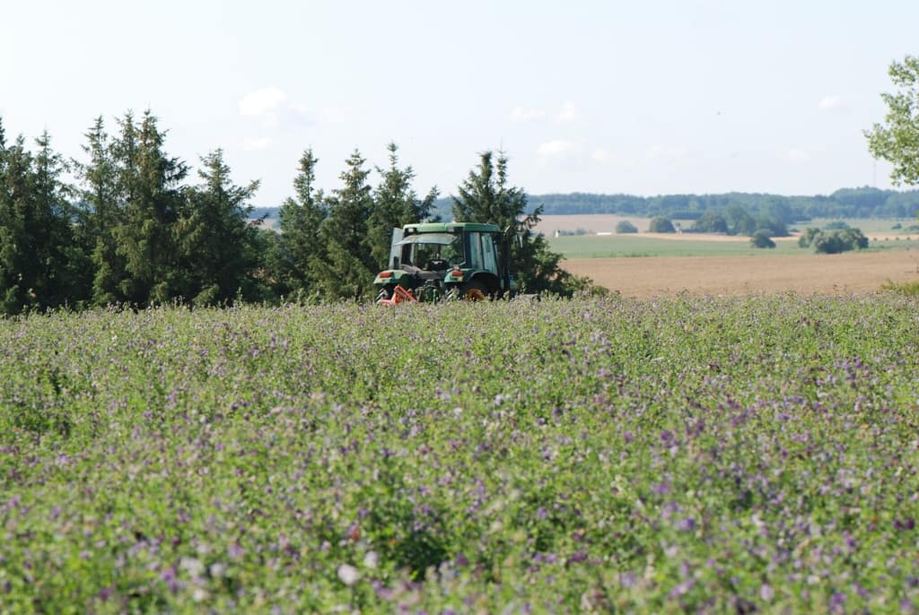 Høst af Foder-Lucerne (Medicago sativa) i Bårse på Sydsjælland. Beskyttelse af Orange Høsommerfugl (Colias crocea). Ildfugl.com