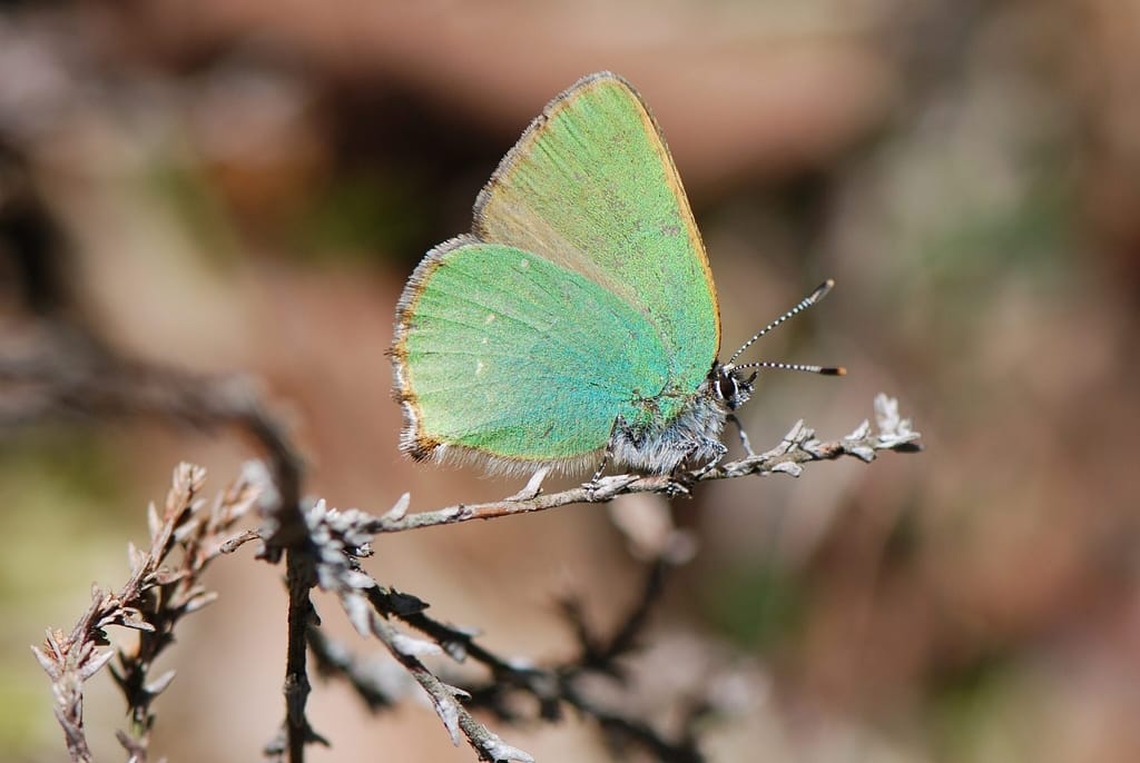 Grøn Busksommerfugl (Callophrys rubi) på en visen gren, hvorfra den spejder efter rivaler og hunner. Billedet er taget ved Melby overdrev i 2017 af Klaus Hermansen. Beskyttelse af Grøn busksommerfugl. Beskyttelse af dagsommerfugle. Ildfugl.com.