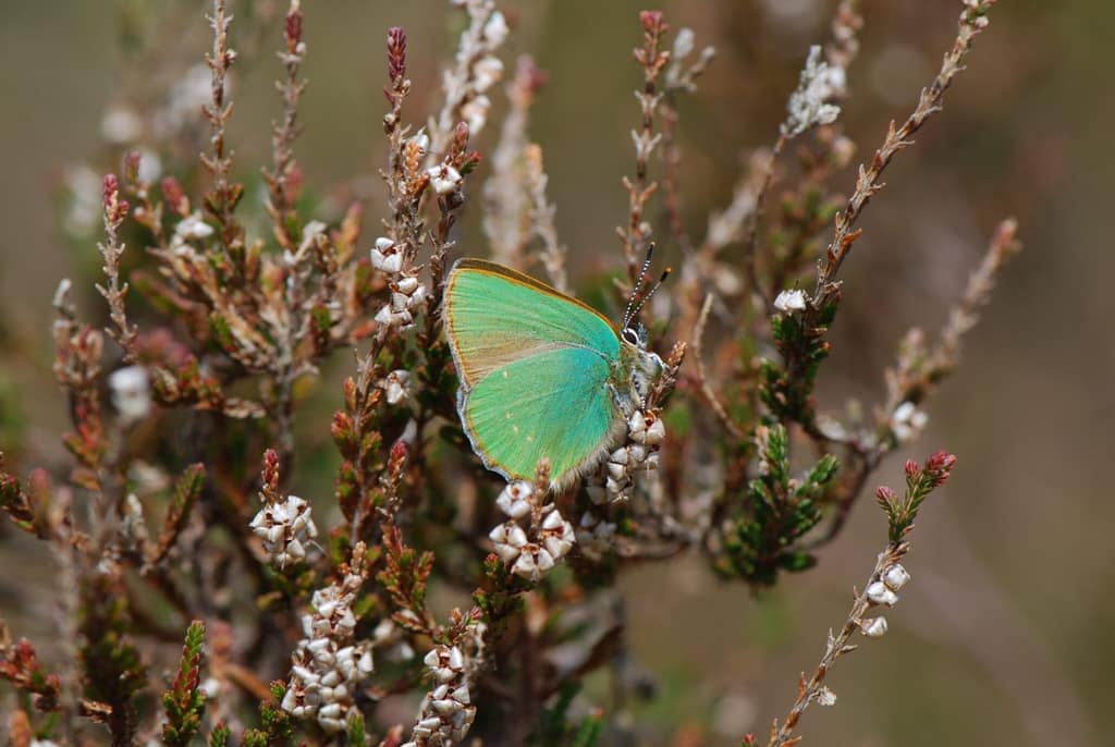 Grøn Busksommerfugl (Callophrys rubi) på Hedelyng (Calluna vulgaris), som ikke er en værtsplante, men ofte findes på de sandede lokaliteter, som dagsommerfuglen benytter. Billedet er taget ved Melby overdrev i 2018 af Klaus Hermansen. Beskyttelse af Grøn Busksommerfugl. Beskyttelse af Dagsommerfugle. Ildfugl.com.,