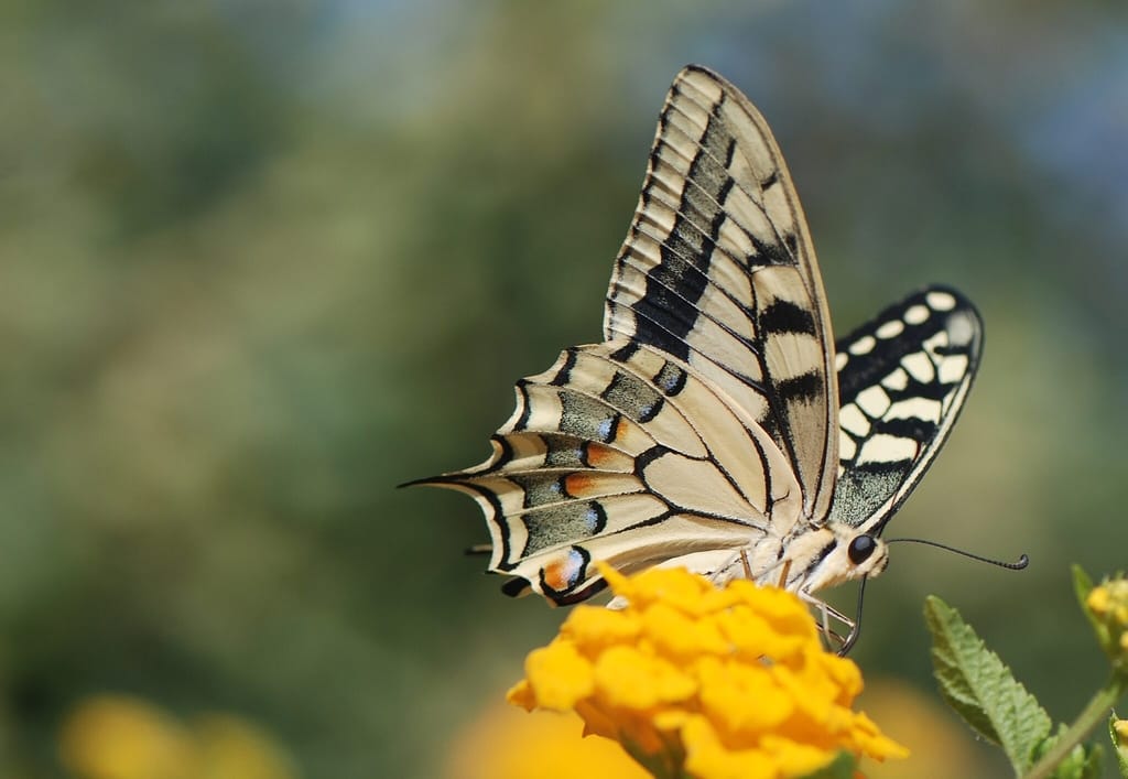Svalehale (Papilio machaon Linnaeus) set forfra, mens den suger nektar på en sydeuropæisk blomst. Svalehale forvaltning - Forvaltning af Dagsommerfugle - Ildfugl.com. Billedet er taget af Klaus Hermansen, på Kreta år 2014.