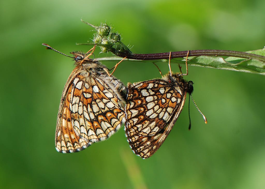 Mørk Pletvinge i parring. Forvaltning af Mørk Pletvinge (Melitaea diamina), forvaltning af dagsommerfugle, ildfugl.com.