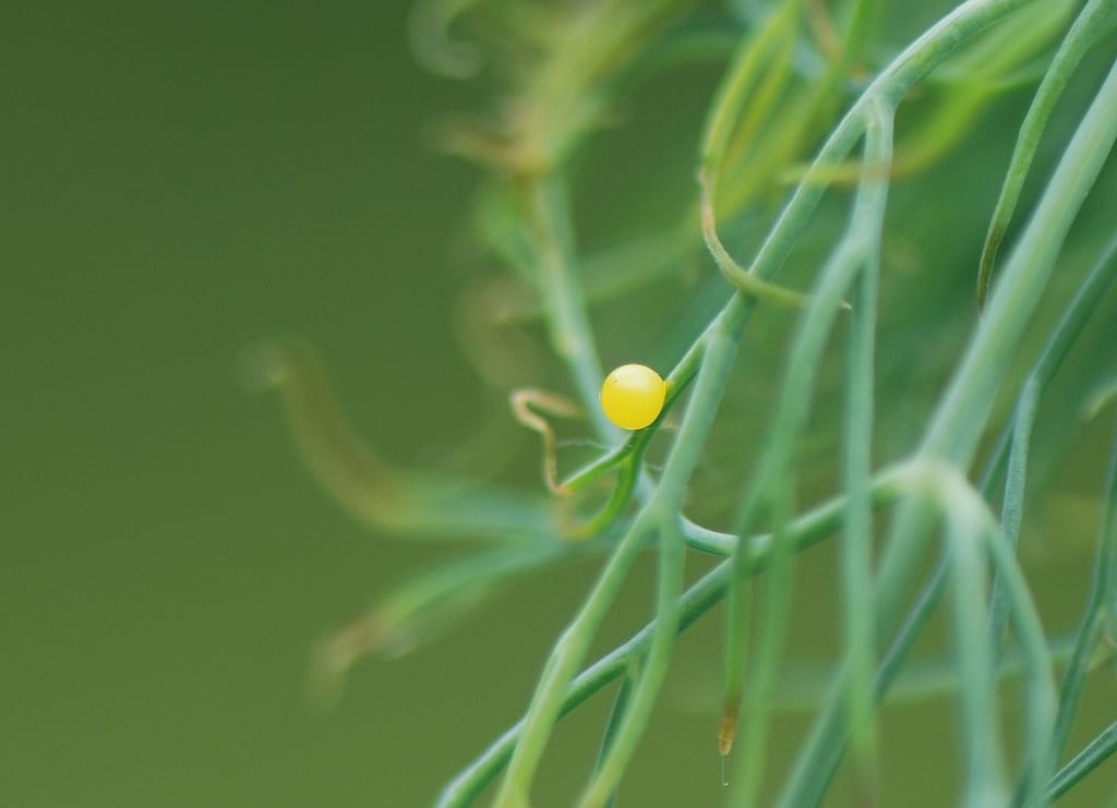 Svalehaleæg på dild. Et særligt fund fordi Svalehale normalt benytter Kær-Svovlrod (Peucedanum palustre), Forvaltning af Svalehale, Forvaltning af dagsommerfugle, ildfugl.com.