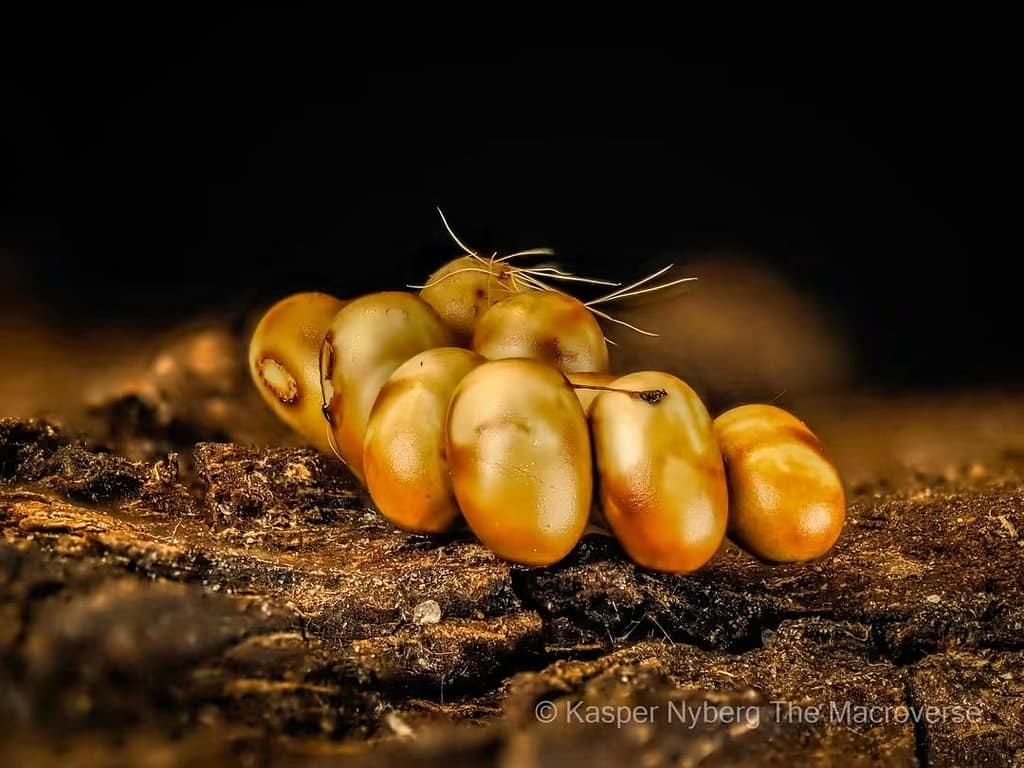 Æg af lille natpåfugleøje (Saturnia pavonia). Foto af Kasper Nyberg (derfor hans tag @macroverse).