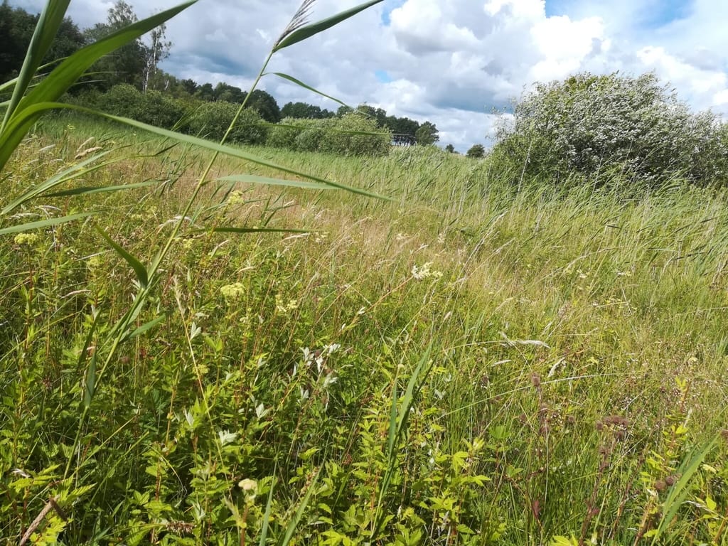 Bastrupkæret hvor Mørk Pletvinge er genudsat. Fra indlæg om forvaltning af Mørk Pletvinge (Melitaea diamina), forvaltning af dagsommerfugle, ildfugl.com.