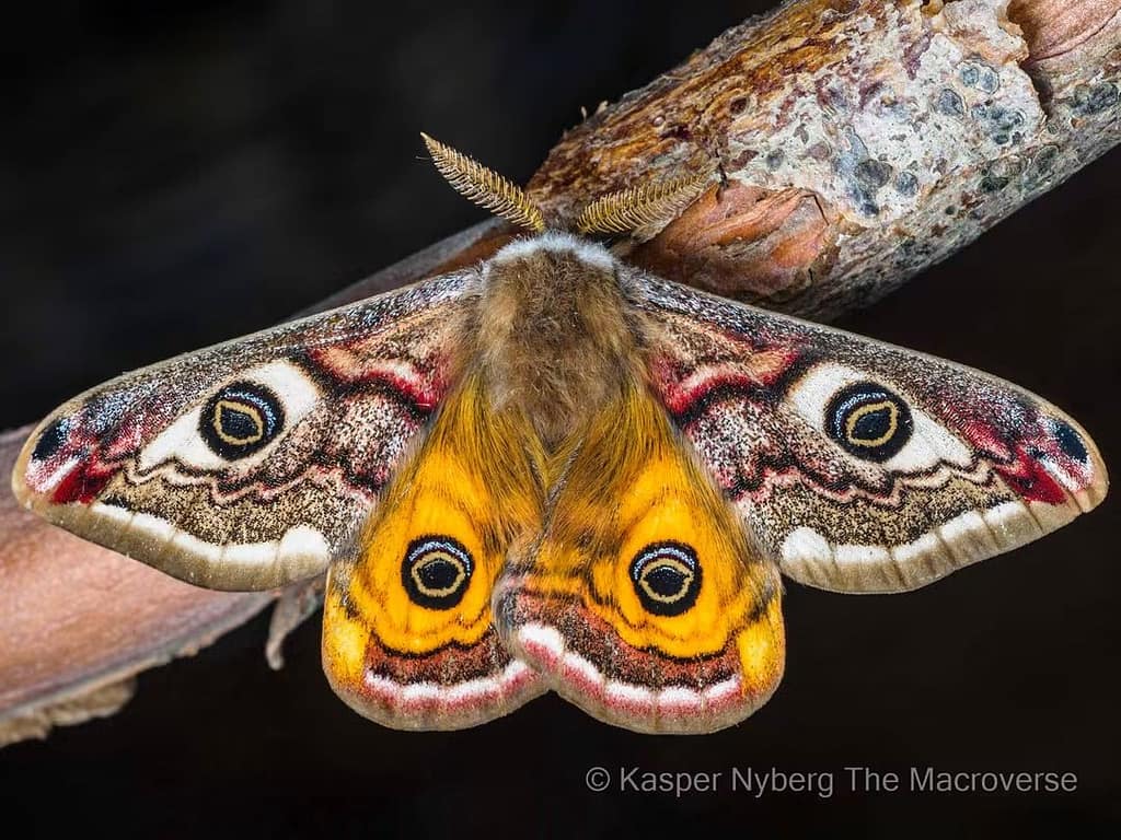 Han af lille natpåfugleøje (Saturnia pavonia).