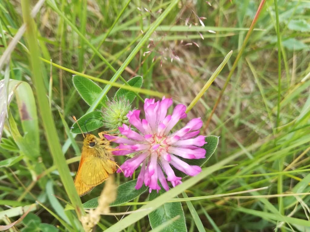 Stor Bredpande hun (Ochelodes sylvanus) på Rødkløver (Trifolium pratense). Her ses den gulgrønne underside med svage gullige pletter tydeligt. Pleje og støtte af Stor Bredpande. Forvaltning af dagsommerfugle. Ildfugl.com. B illedet er taget på Baunesletten i juni 2017 af Zelina Elex Petersen.