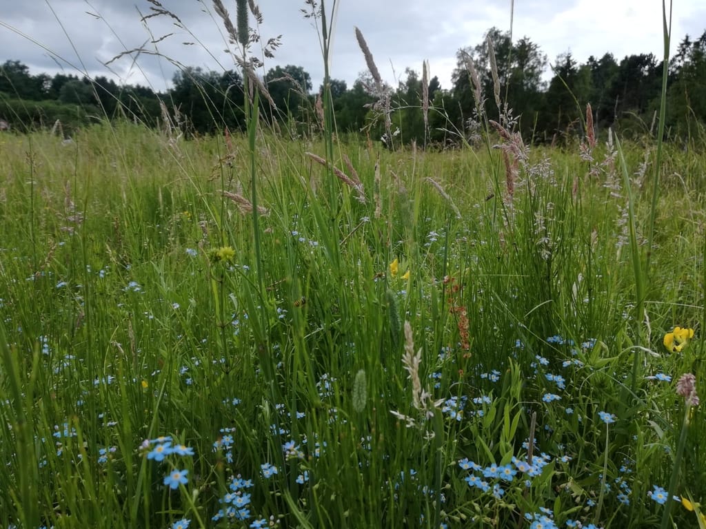 Masser af forglemmigej sp. og Almindelig Kællingetand (Lotus corniculatus) som Stor Bredpande (Ochlodes sylvanus) elsker som nektarplanter. Dette billede er taget ved Gedevasebro nær Farum i 2018, hvor Stor Bredpande bl.a. lever af Zelina Elex Petersen. Pleje og støtte af Stor Bredpande. Forvaltning af Dagsommerfugle. Ildfugl.com.