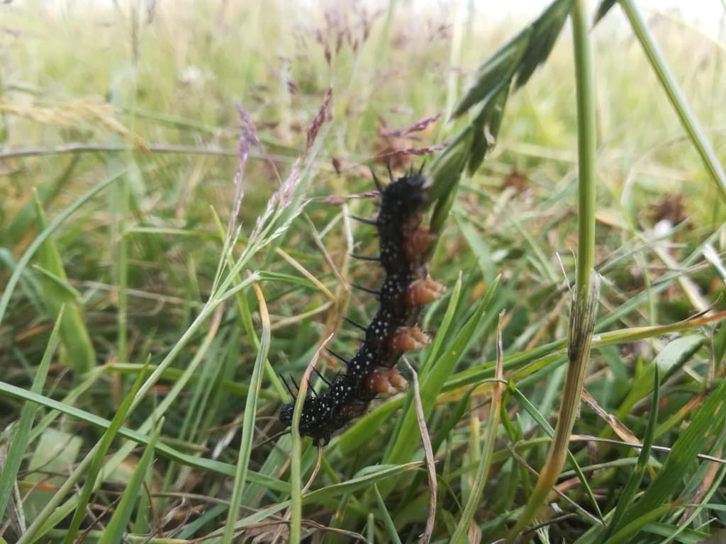 Det er en larve af Dagpåfugleøje (Aglais io) vi ser her. Larven er nem at genkende, der er ikke mange der ligner den. Normalt oplever man den tæt på værtsplanten sammen med flere andre. Denne blev observeret helt alene. Pleje og støtte af Dagpåfugleøje. Forvaltning af dagsommerfugle. Ildfugl.com. Billedet er taget i Krogenlund mose i juni 2018 af Zelina Elex Petersen.