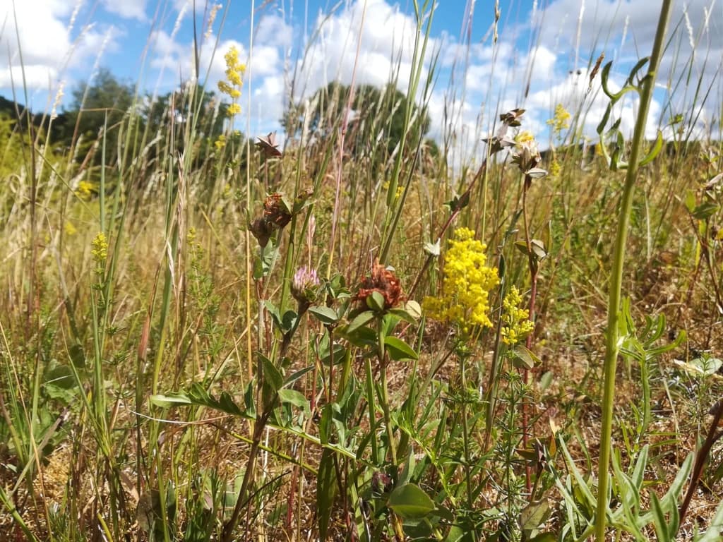 På Sandbakken (mellem Småsøerne og Buresø) kan finde en smuk og tør vegetation med fx Rød Kløver (Trifolium pratense) og Gul Snerre (Galium verum) også kaldet Marias Sengehalm. Her kan man også opleve Stor Bredpande (Ochelodes sylvanus), som elsker varme. Pleje og støtte til Stor Bredpande. Forvaltning af dagsommerfugle. Ildfugl.com. Billedet er taget i juni 2018 af Zelina Elex Petersen.