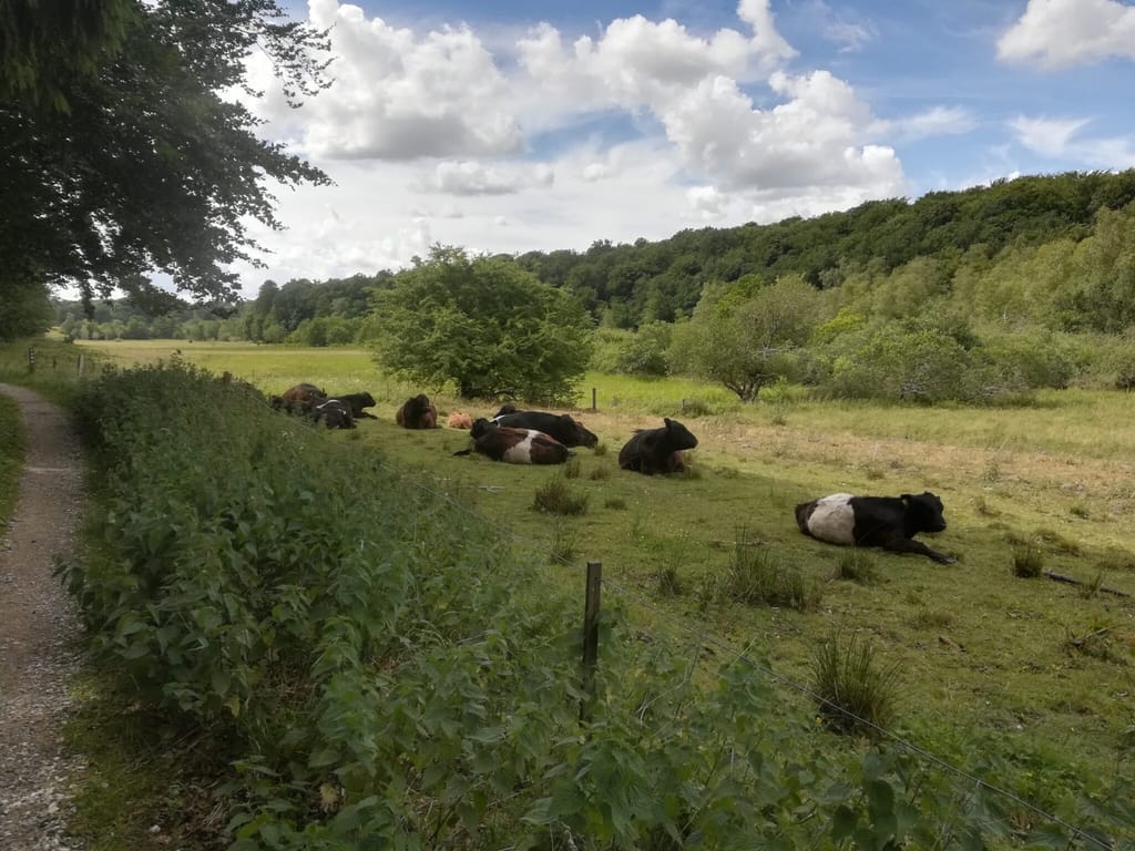 Krogenlund mose også kaldet småsøerne. Fra indlæg om forvaltning af Mørk Pletvinge (Melitaea diamina), forvaltning af dagsommerfugle, ildfugl.com.
