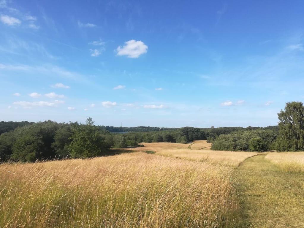 Man kan opleve Nældens Takvinge (Aglais urticae) i hele Danmark. Her på billedet ses Baunesletten i Værløse. Billedet er taget juni 2018 af Zelina Elex Petersen. Beskyttelse af Nældens Takvinge. Beskyttelse af Dagsommerfugle. Ildfugl.com