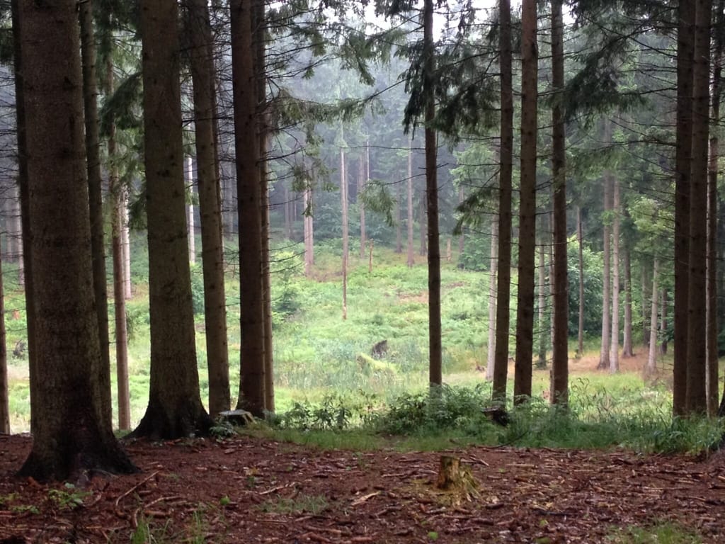 Hareskoven nær Værløse har flere lysninger. Derfor kan man opleve Almindelig Blåfugl (Polyommatus icarus) her. Jeg har blandt andet oplevet dem nær denne lavning. Billedet er taget af Zelina Elex Petersen i august 2017 i Hareskoven. Sommerfugleforvaltning, forvaltning af Almindelig Blåfugl, Ildfugl.com.