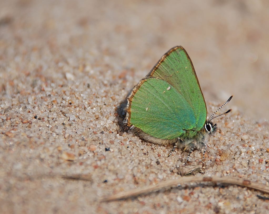 Grøn Busksommerfugl (Callophrys rubi) på sand, hvor den solbader. Billedet er taget ved Melby overdrev i 2018 af Klaus Hermansen. Beskyttelse af Grøn busksommerfugl. Beskyttelse af dagsommerfugle. Ildfugl.com.