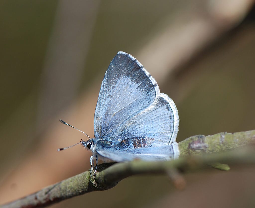 Skovblåfugl (Celastrina argiolus) med den karakteristiske blå overside. Foto: Klaus Hermansen, Holmegaard mose, Sydsjælland. Beskyttelse af Skovblåfugl. Ildfugl.com