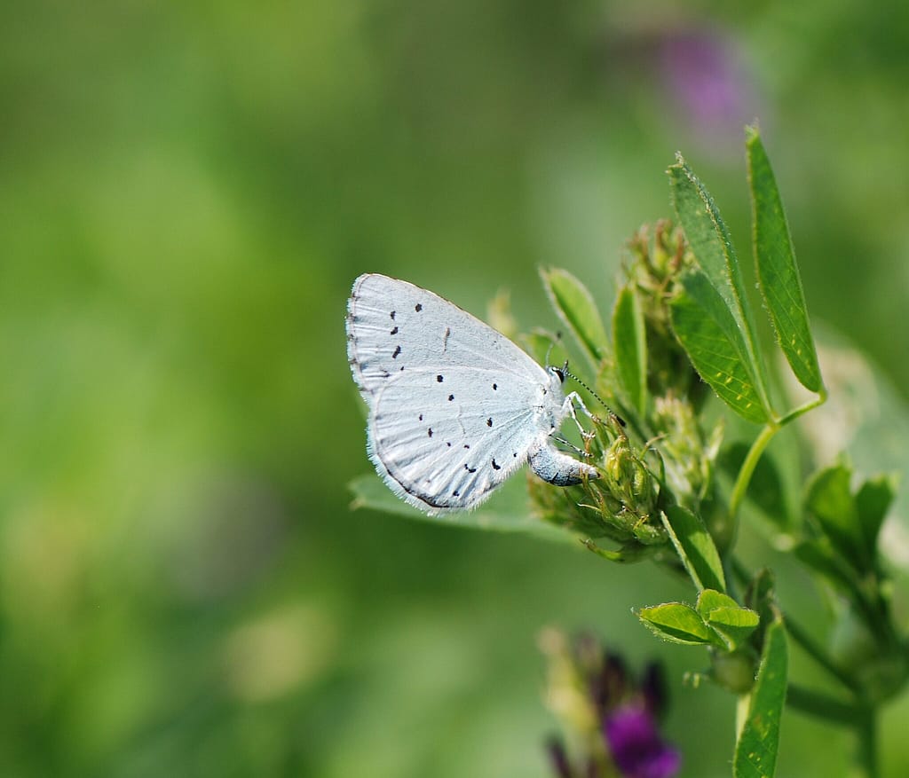 Skovblåfugl (Celastrina argiolus) hun lægger æg på Foder-Lucerne (Medicago sativa). Foto: Klaus Hermansen, Vemmetofte, Sydsjælland. Beskyttelse af Skovblåfugl. Ildfugl.com