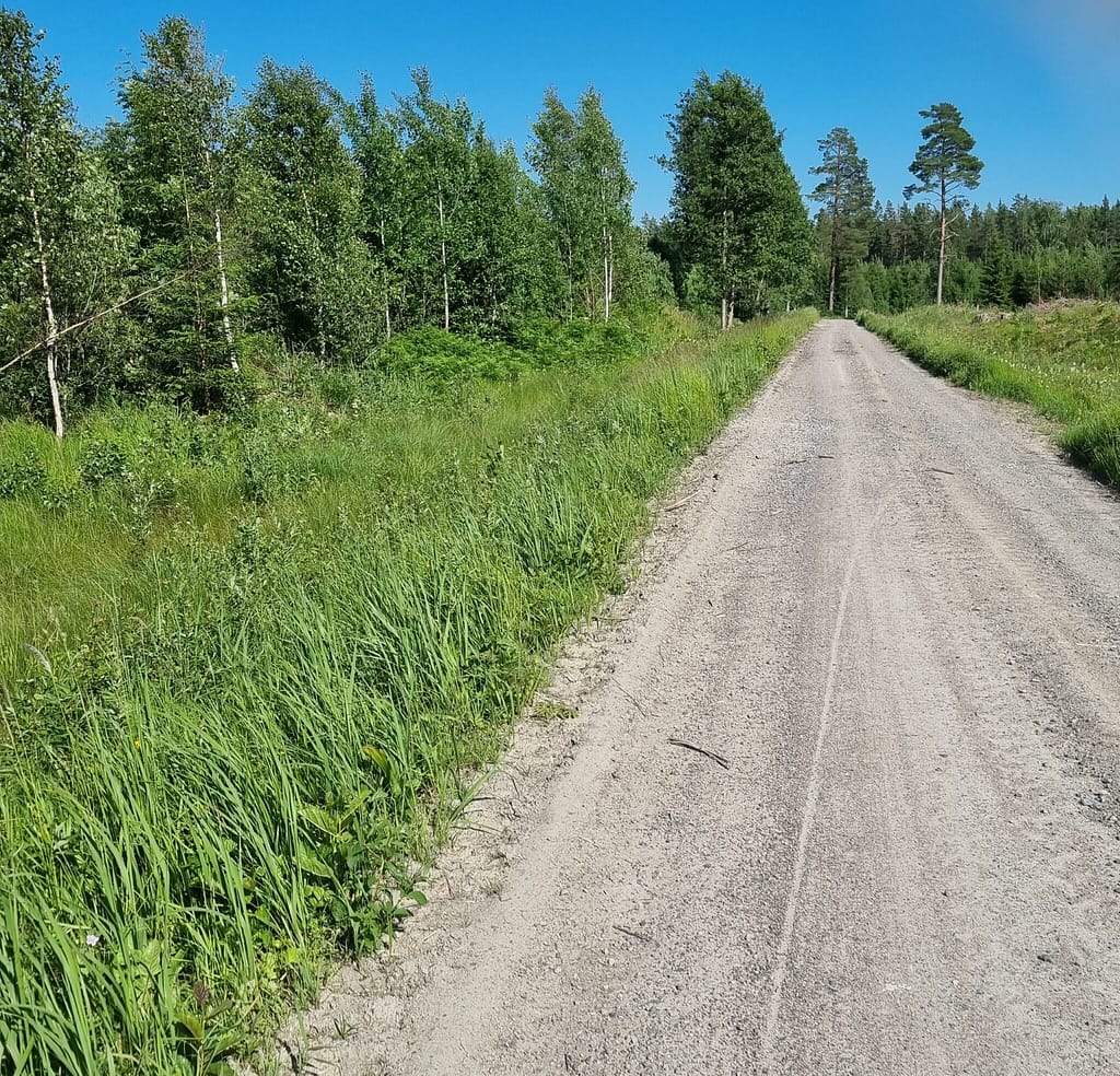 Foto 3: En god Poppelsommerfugl (Limenitis populi) lokalitet i Gävle i Gästrikland, Sverige. Det er Bævreasp man ser på billedet og en god vej, hvor der har været mulighed for at søge næring. Poppelsommefugl er ikke den store nektarspiser, men holder af de ildelugtende ting, som ådsler, gødning og urin. Det finder den tid langs skovveje og lysninger. Herfra suger den også mineraler fra jordenm, når det har regnet. Foto af Klaus Hermansen, 25 juni 2022. 