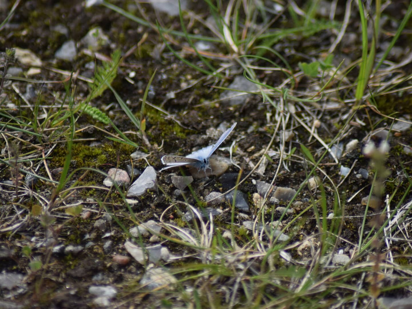 Han af Almindelig Blåfugl (Polyommatus icarus). Læg også mærke til den lyseblå overside, som er det normale for hannen. Billedet er taget af Zelina Elex Petersen i juni 2017 på Flyvestation Værløse. Sommerfugleforvaltning, forvaltning af Almindelig Blåfugl, Ildfugl.com.