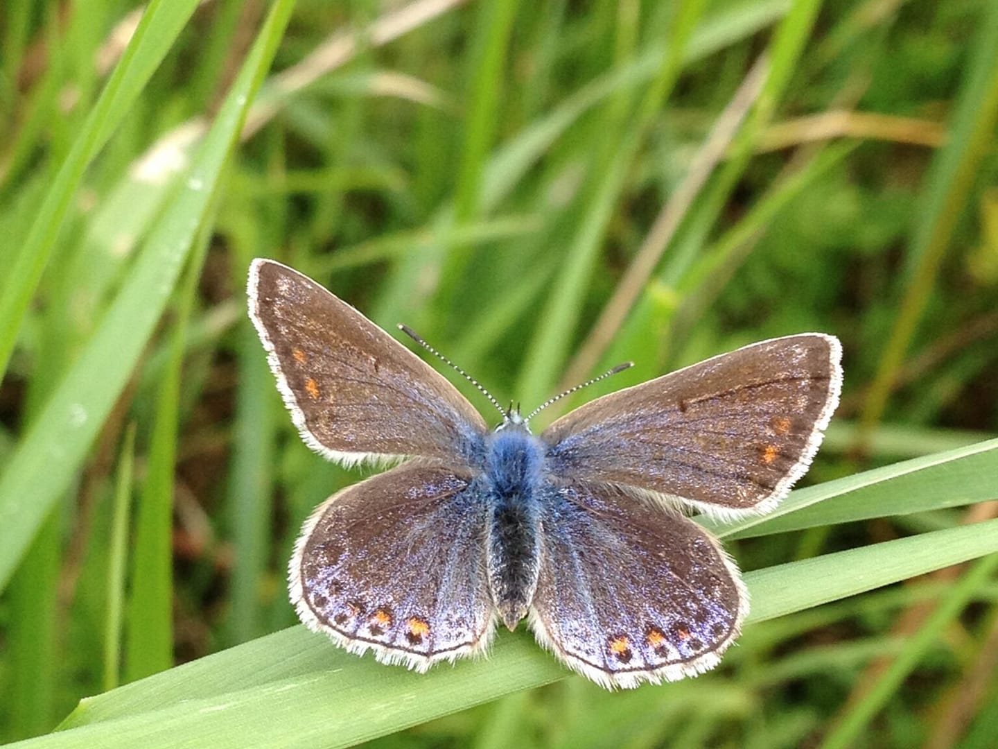 Hun af Almindelig Blåfugl (Polyommatus icarus). Læg mærke til den sparsomme blå farve. Hunnerne er normalt meget brunere end hannerne. Billedet er taget af Zelina Elex Petersen i juni 2017 på baunesletten. Sommerfugleforvaltning, forvaltning af Almindelig Blåfugl, Ildfugl.com.