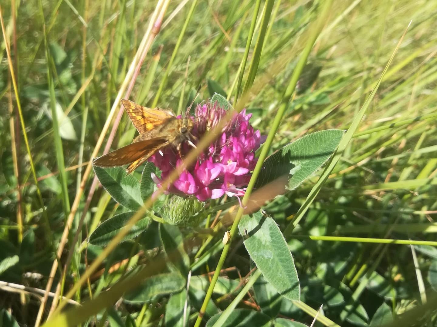 Stor Bredpande hun (Ochelodes sylvanus) på Rødkløver (Trifolium pratense). Hunnen har et roligere sind, og opleves tit på sine nektarplanter. Billedet er taget på Baunesletten i juni 2017 af Zelina Elex Petersen. Pleje og støtte til Stor Bredpande. Forvaltning af dagsommerfugle. Ildfugl.com