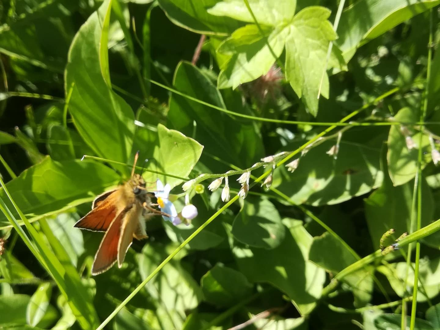 Stor bredpande hun (Ochlodes sylvanus) på en saftig Sump-Forglemmigej (Myosotis laxa ssp. caespitosa). Stor Bredpande kan lide mange forskellige slags nektarplanter, så den er nem at samle frø til. Pleje og støtte til Stor Bredpande. Forvaltning af dagsommerfugle. Ildfugl.com. Billedet er taget i Krogenlund mose i juni 2018 af Zelina Elex Petersen.
