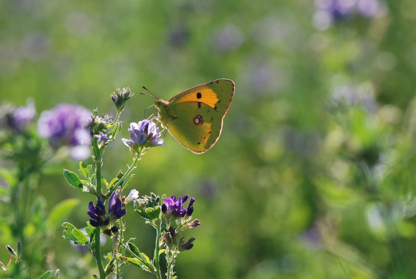 Orange Høsommerfugl (Colias crocea) på Foder-Lucerne (Medicago sativa). Lyset gennem vingerne afsløre den orange vingeoverside. Arten kan minde om Gul Høsommerfugl (Colias Hyale), men her er vingeoversiden gul. Hvilket også ville kunnes ses gennem vingerne. Det er en han, hvilket man kan se ved, at lyset skinner igennem vingen, og afsløre en sort rand uden orange pletter. Billedet er taget af Klaus Hermansen ved Høsten Sydsjælland, år 2009. Beskyttelse af Orange Høsommerfugl (Colias crocea). Ildfugl.com