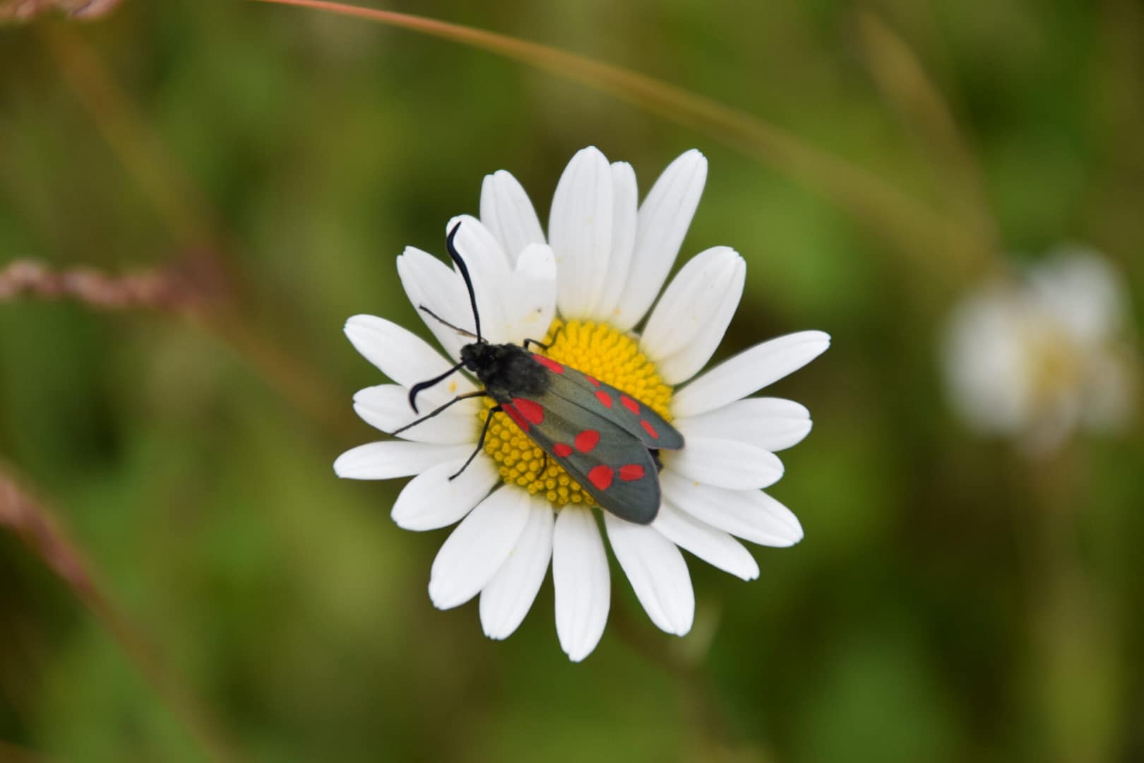 Seksplettet køllesværmer (Zygaena filipendulae) på Hvid Okseøje (Leucanthemum vulgare) .