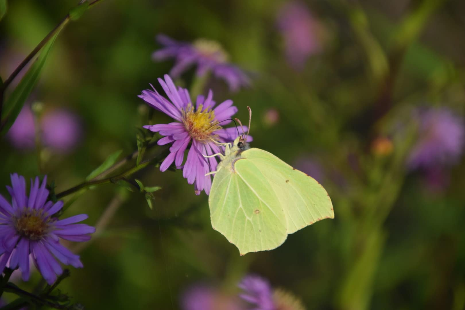 Citronsommerfugl (Gonepteryx rhamni) hun på Asters (Aster sp.) i August. I sensommeren bruger de voksne en masse tid på at opbygge fedtdepoter. Asters er en rigtig god plante for mange dagsommerfugle til dette formål. Beskyttelse af Citronsommerfugl. Beskyttelse af dagsommerfugle. Ildfugl.com
